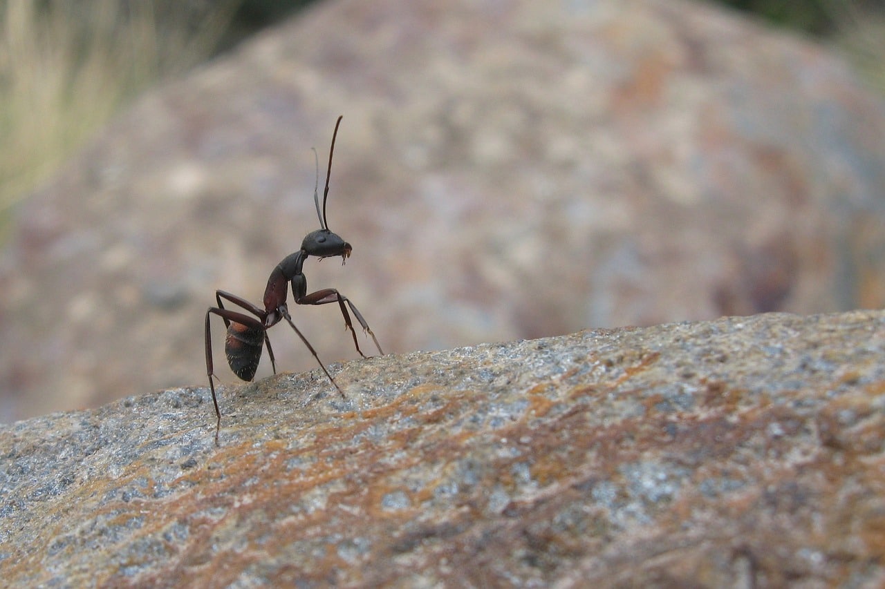 Ants