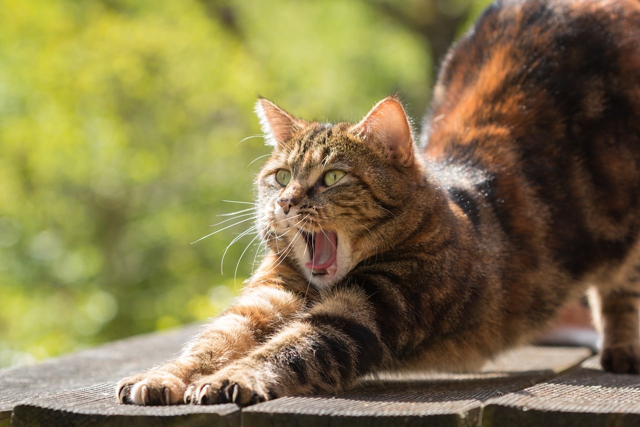 a cat while scratching