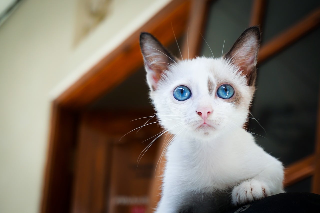 a cat in the house